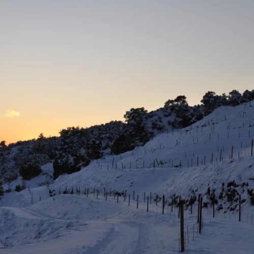 Celler Tane Celler Tane