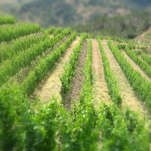 Vinedo Celler Mellis