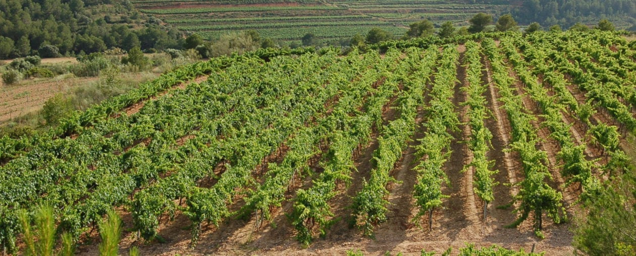 Celler Aibar Celler Aibar